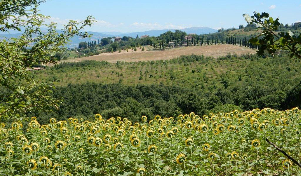 hills of Umbria